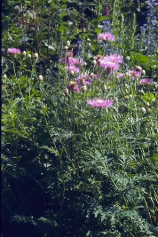 Centaurea nogmovii (dealbata)