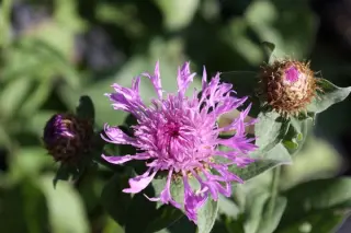 Centaurea preissmanni
