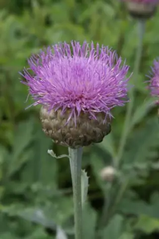 Centaurea pulchra 'Major'