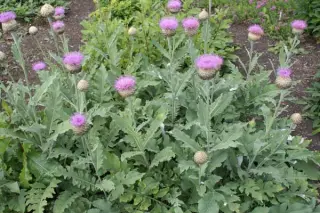Centaurea pulchra 'Major'