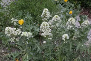 Centranthus ruber 'Albiflorus'