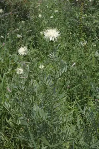 Centaurea ruthenica