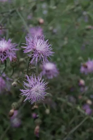 Centaurea stoebe