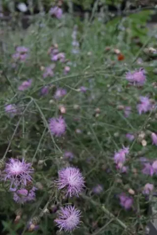 Centaurea stoebe
