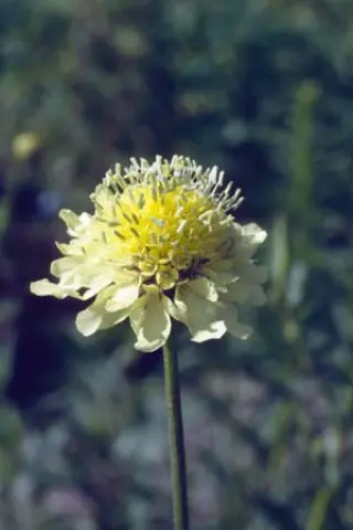 Cephalaria alpina
