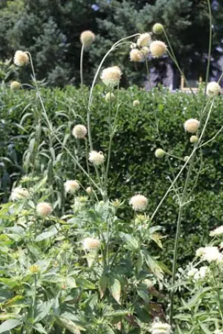 Cephalaria ambrosioides