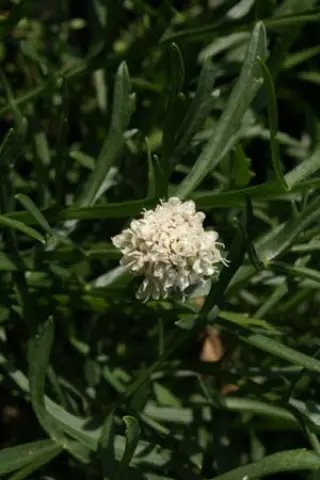 Cephalaria caucasica