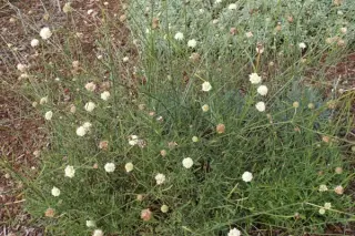 Cephalaria leucantha 'Trenta'