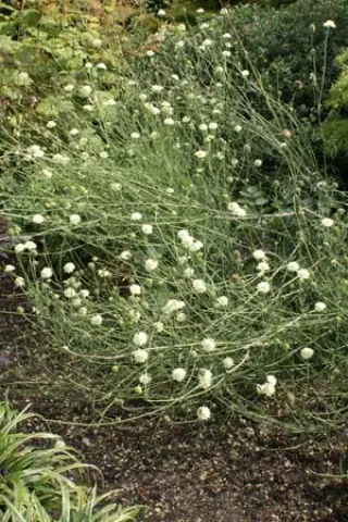 Cephalaria leucantha (E.S.)
