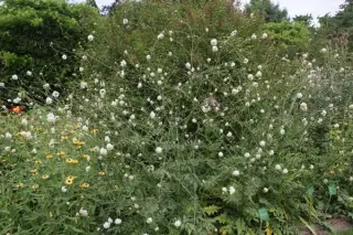 Cephalaria procera