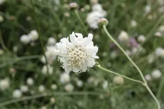 Cephalaria procera