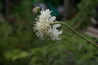 Cephalaria sp. Hwj 695