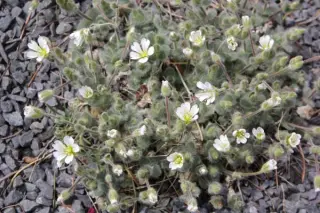 Cerastium alpinum lanatum