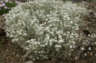 Cerastium candidissimum