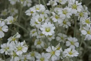 Cerastium candidissimum