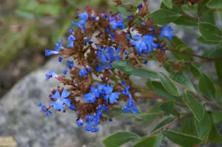 Ceratostigma minus
