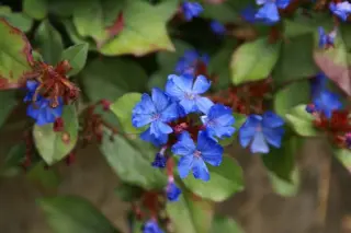 Ceratostigma plumbaginoides