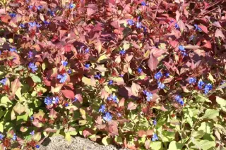 Ceratostigma plumbaginoides