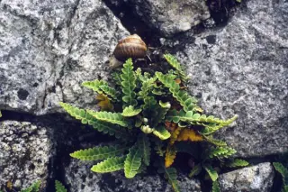 Ceterach officinarum