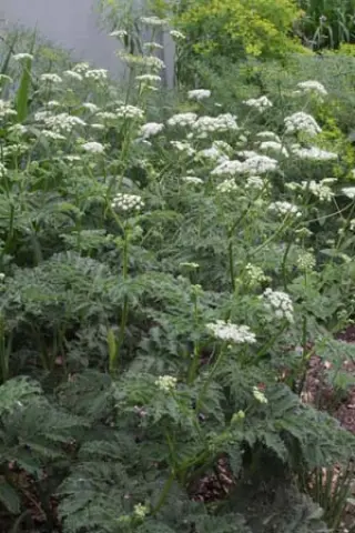 Chaerophyllum azoricum