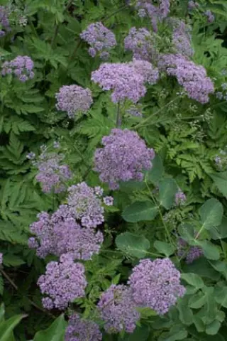 Chaerophyllum hirsutum 'Roseum'