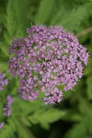 Chaerophyllum hirsutum 'Roseum'