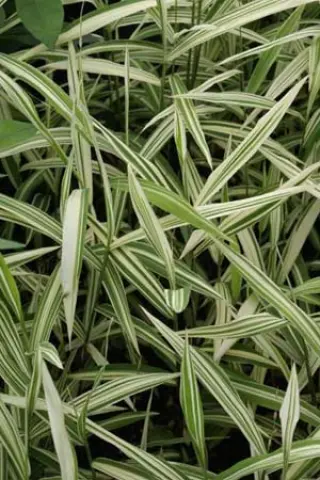Chasmanthium latifolium 'River Mist'
