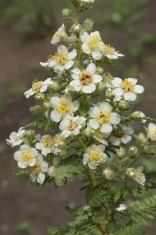 Chamaebatiaria millefolium