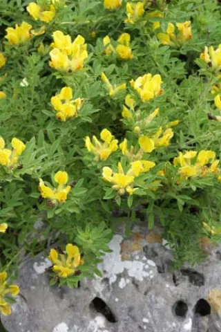 Chamaecytisus supinus