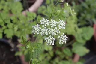 Chaerophyllum temulum