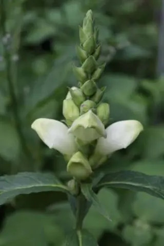Chelone glabra (coll. Usa)