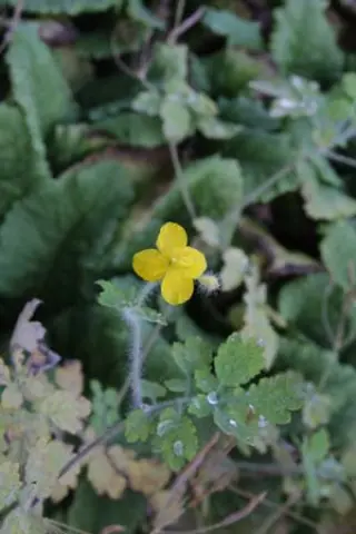 Chelidonium grandiflorum W/O 8050