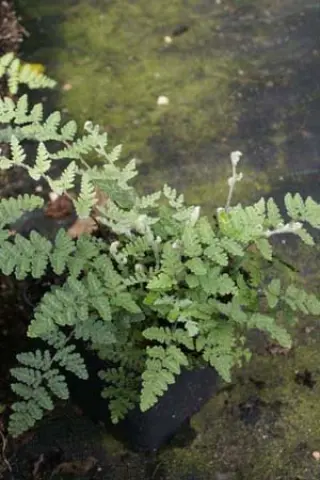 Cheilanthes lanosa