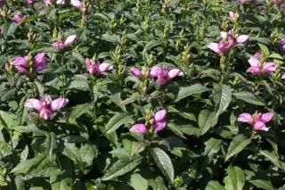 Chelone lyonii 'Hot Lips'