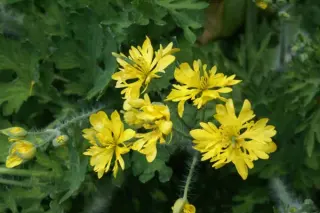 Chelidonium majus 'Lac. Flore Pleno'