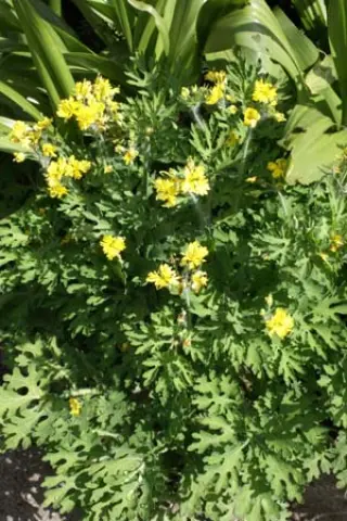 Chelidonium majus 'Lac. Flore Pleno'
