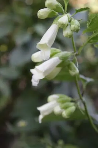 Chelonopsis moschata 'Alba'