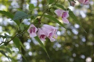 Chelonopsis moschata 'Avette Bicolor'