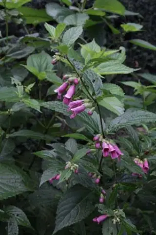 Chelonopsis moschata 'Avette Bicolor'