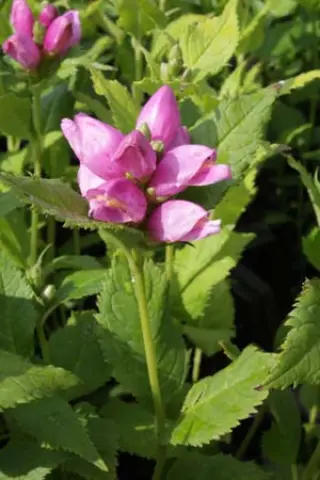 Chelone obliqua