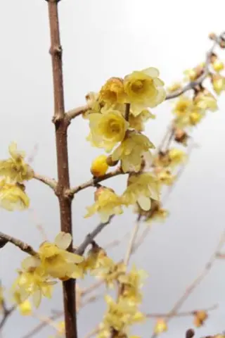 Chimonanthus praecox 'Luteus'
