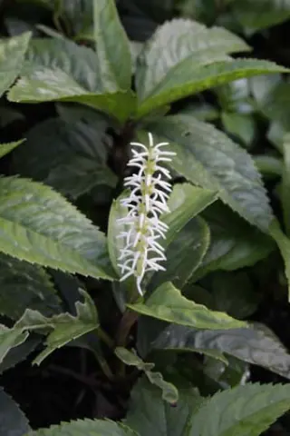 Chloranthus japonicus