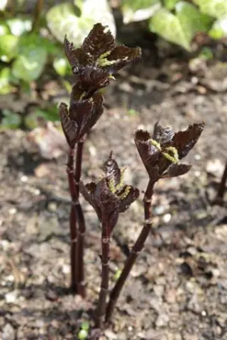 Chloranthus sessilifolius 'Domino'