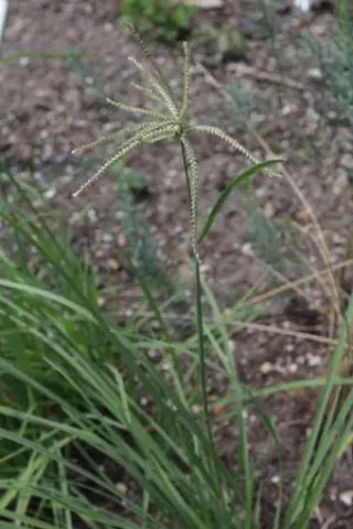 Chloris subdolichostachya