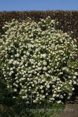Choisya 'Aztec Pearl'