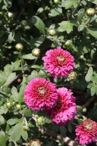 Chrysanthemum 'Anastasia'