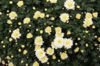 Chrysanthemum 'Angela Blundell'