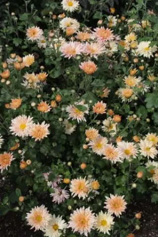 Chrysanthemum 'Apricot'