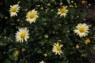 Chrysanthemum arcticum 'Schwefelglanz'