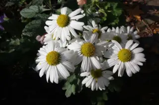 Chrysanthemum arcticum 'Stella'